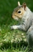 Grey Squirrel